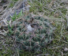 Coryphantha pycnacantha