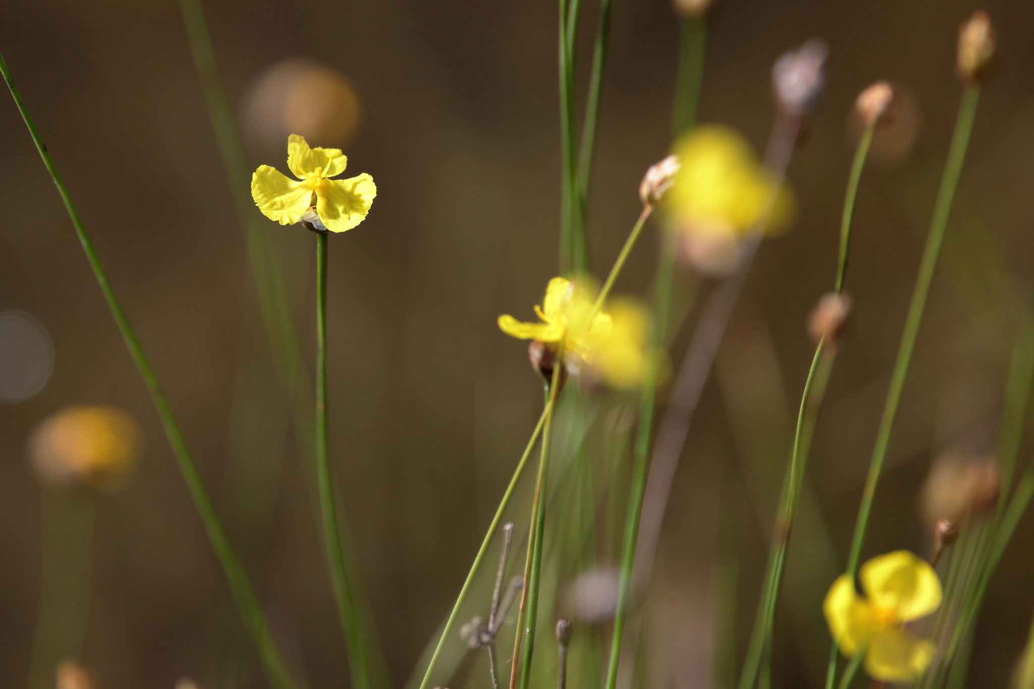 Xyris baldwiniana