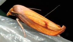 Wingia aurata