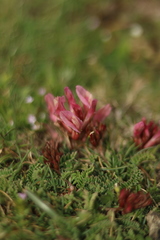 Astragalus monspessulanus monspessulanus