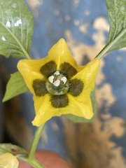 Physalis ixocarpa