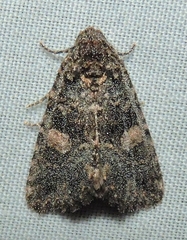 Condica macrosema