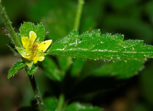 Geum urbanum image