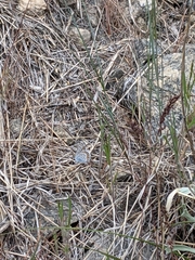 Plebejus melissa