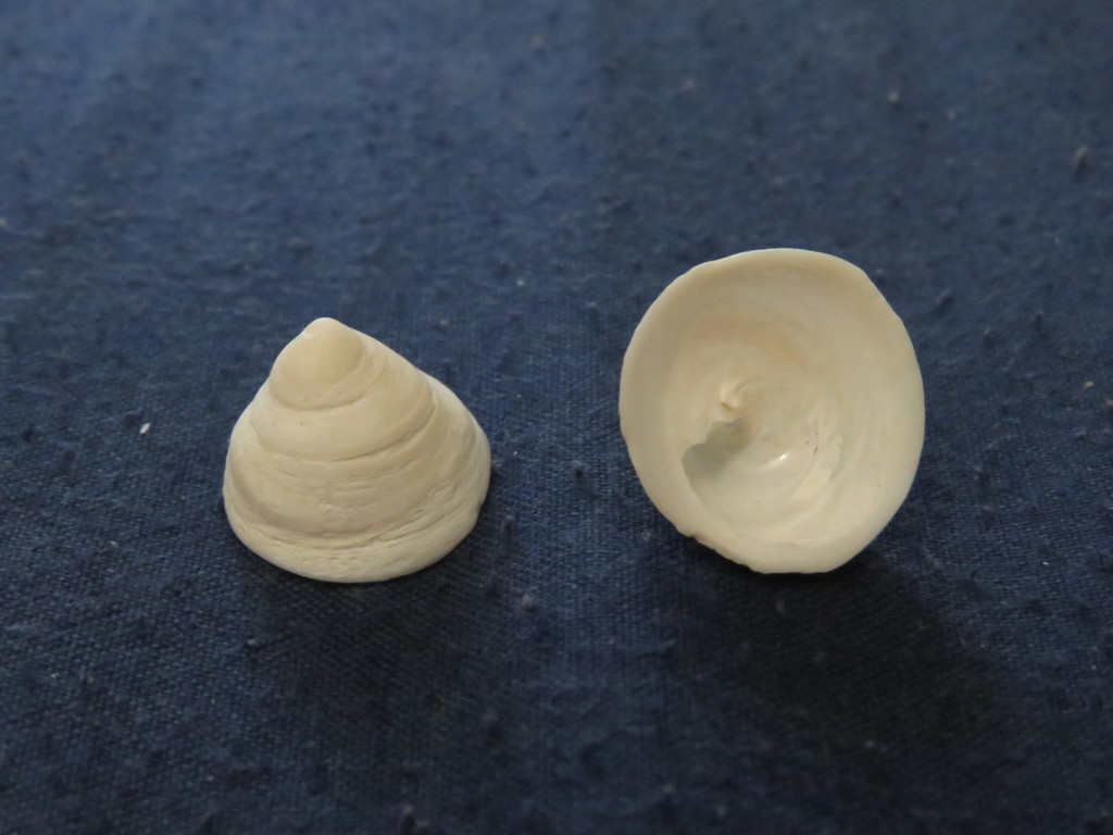 Trochita pileolus
