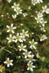Arenaria grandiflora