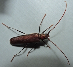 Xystrocera virescens