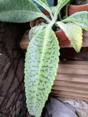 Kalanchoe