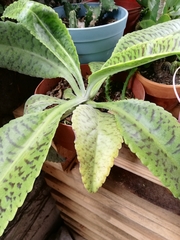 Kalanchoe