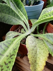 Kalanchoe
