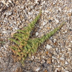 Salsola papillosa