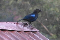 Myophonus horsfieldii