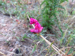 Lathyrus tingitanus