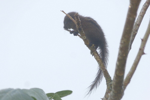 Nilgiri Palm Squirrel