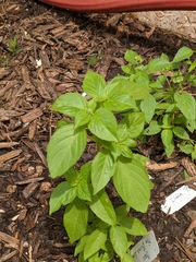 Ocimum × africanum