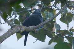 Columba elphinstonii