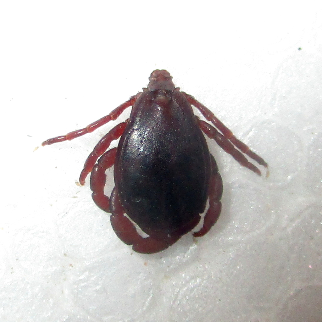 Rhipicephalus zambeziensis