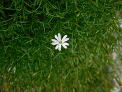 Silene saxifraga