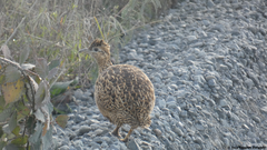 Nothoprocta perdicaria