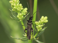 Oedemera atrata