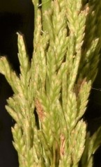 Eragrostis japonica