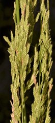 Eragrostis japonica