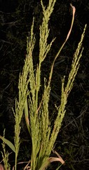 Eragrostis japonica