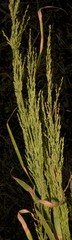 Eragrostis japonica
