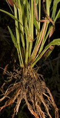 Eragrostis japonica