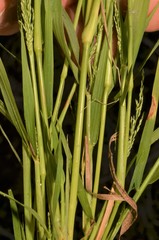 Eragrostis japonica