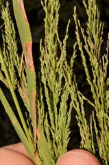 Eragrostis japonica