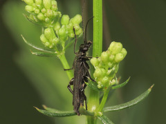 Oedemera atrata