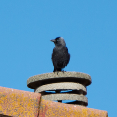Corvus monedula
