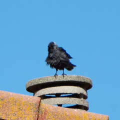 Corvus monedula