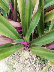 Tradescantia spathacea