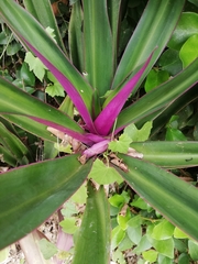 Tradescantia spathacea
