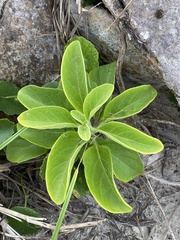 Physalis cinerascens spathulifolia
