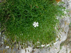 Silene saxifraga