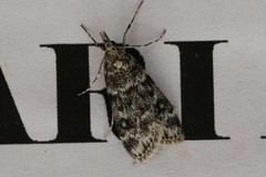 Eudonia murana