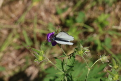Pieris bryoniae