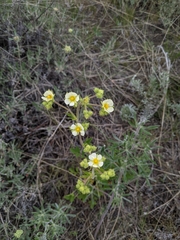 Drymocallis convallaria