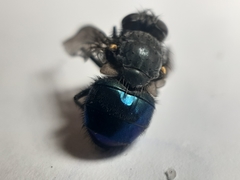 Calliphora quadrimaculata