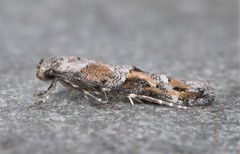 Mompha stellella