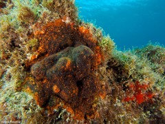 Schizoporella errata