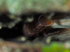 Pontonia pinnophylax