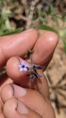 Allophyllum gilioides
