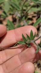 Allophyllum gilioides