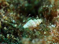 Pseudomangelia vauquelini