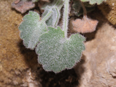 Campanula fragilis cavolinii
