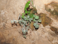Campanula fragilis cavolinii